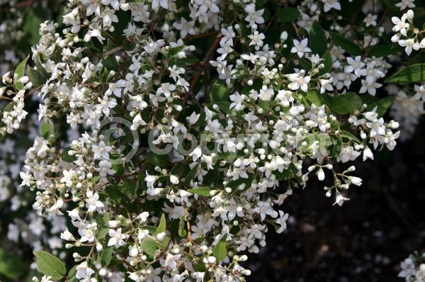 White blooms; Deciduous; Broadleaf