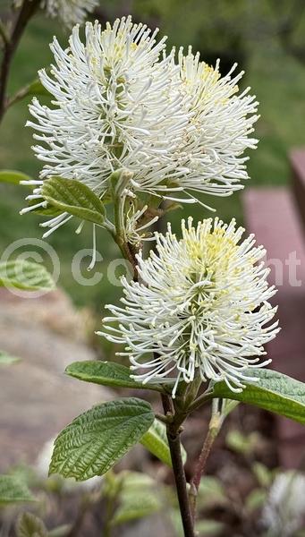 White blooms; Deciduous; Broadleaf; North American Native