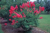 Lagerstroemia indica 'Bourbon Street'