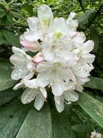 Rhododendron maximum