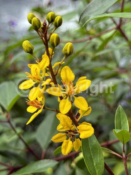 Yellow blooms; North American Native