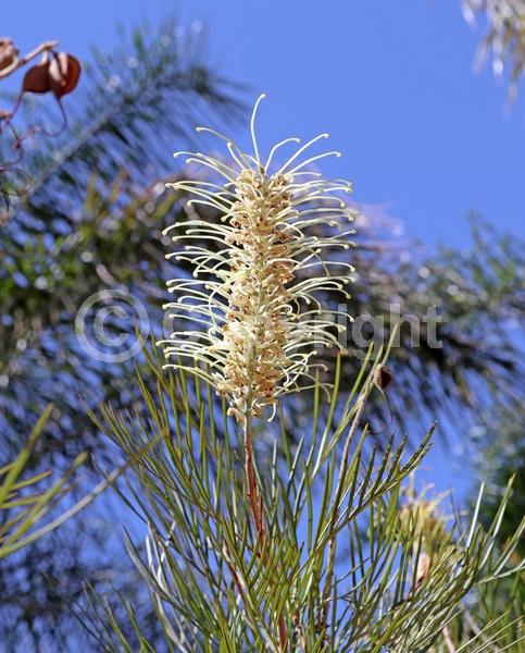 White blooms; Evergreen