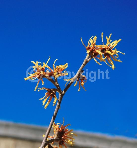 Yellow blooms; Deciduous; Broadleaf