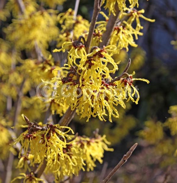 Yellow blooms; Deciduous; Broadleaf