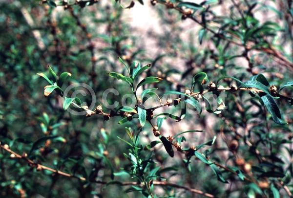 Yellow blooms; Deciduous; North American Native