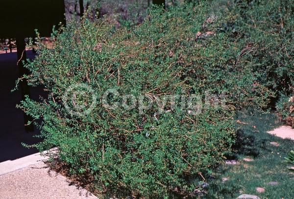 Yellow blooms; Deciduous; North American Native