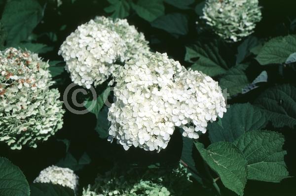 White blooms; Deciduous; Broadleaf; North American Native