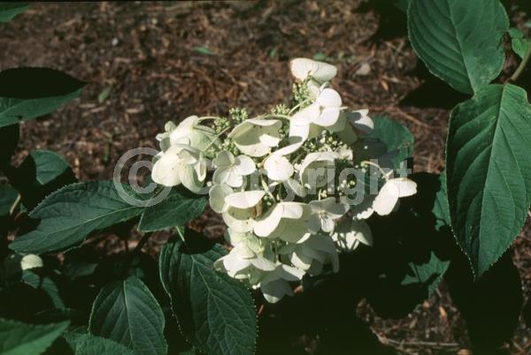 White blooms; Deciduous; Broadleaf