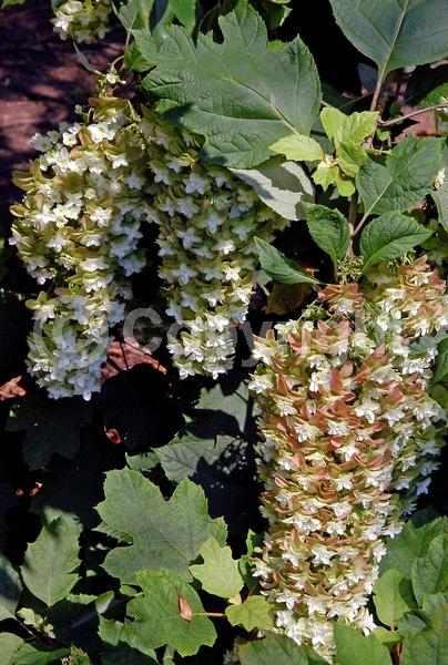 White blooms; Pink blooms; Deciduous; Broadleaf; North American Native