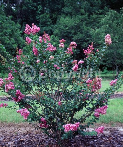 Lavender blooms; Deciduous; Broadleaf