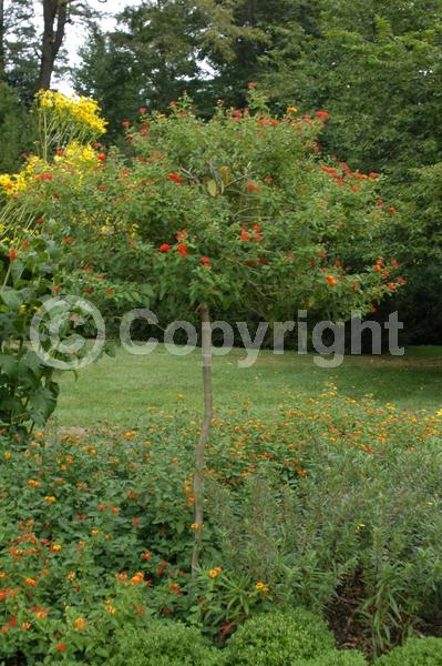 Red blooms; Orange blooms; Yellow blooms; White blooms; Pink blooms; Salmon blooms; Evergreen