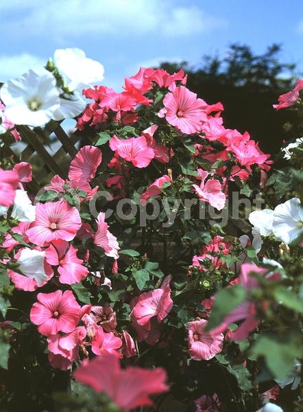 Purple blooms; Pink blooms; Deciduous