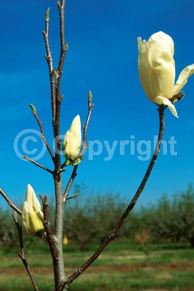 Yellow blooms; Deciduous; Broadleaf