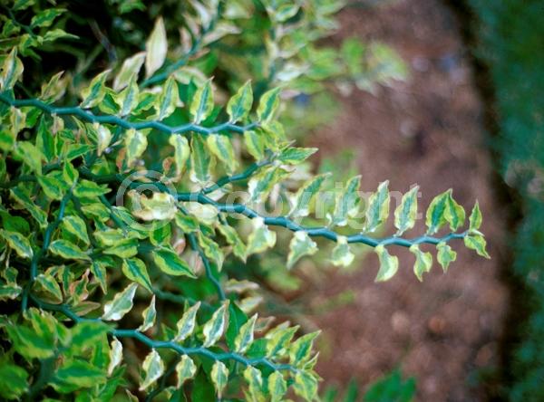 Red blooms; Evergreen; Deciduous