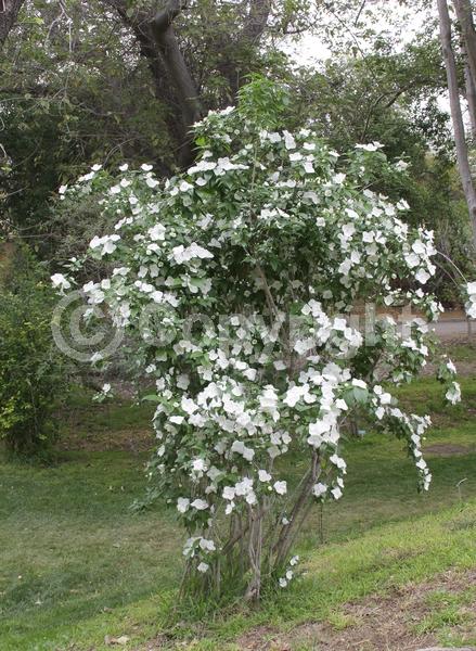 White blooms; Deciduous