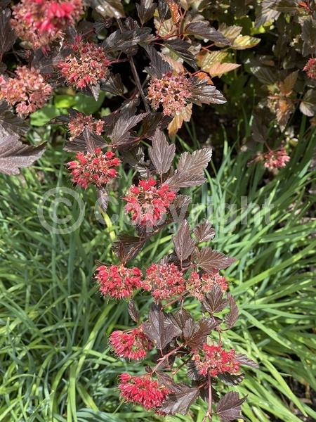 Pink blooms; Deciduous; Broadleaf