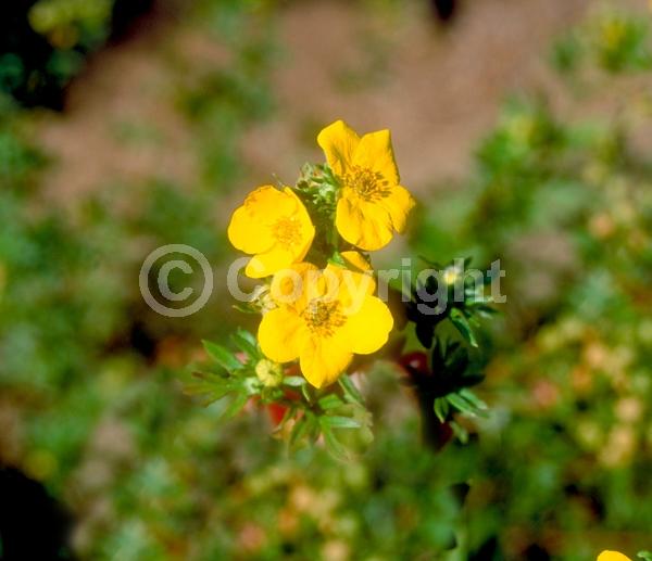 Yellow blooms; Evergreen; Broadleaf