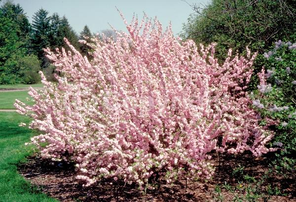 Pink blooms; Deciduous; Broadleaf