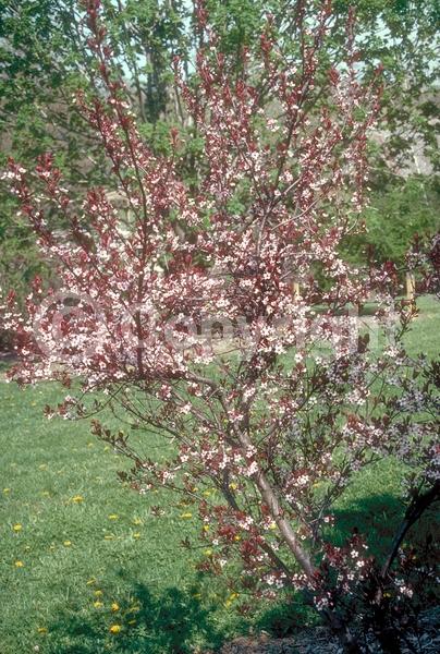 White blooms; Pink blooms; Deciduous; Broadleaf