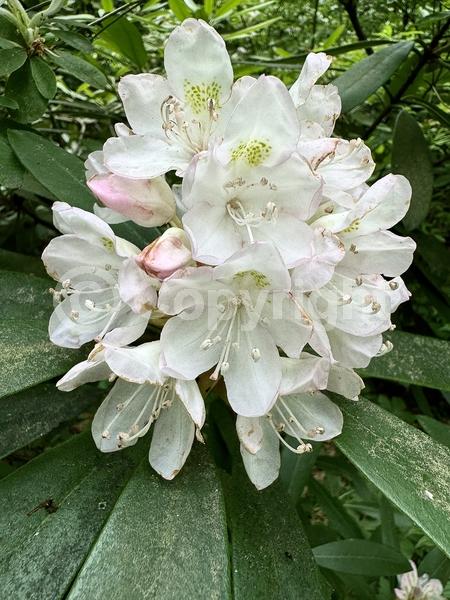 Orange blooms; Yellow blooms; Purple blooms; White blooms; Pink blooms; Evergreen; Broadleaf; North American Native