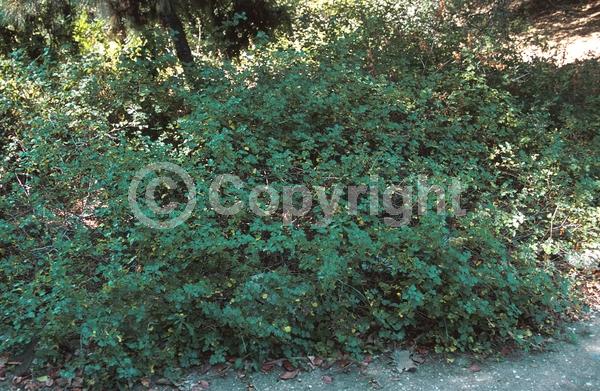 Yellow blooms; Deciduous; Broadleaf; North American Native