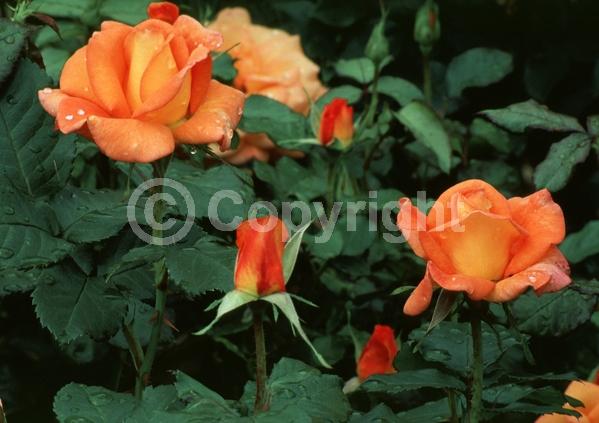 Orange blooms; Deciduous; Broadleaf