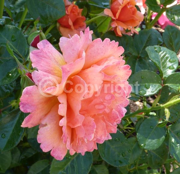 Orange blooms; Pink blooms; Deciduous