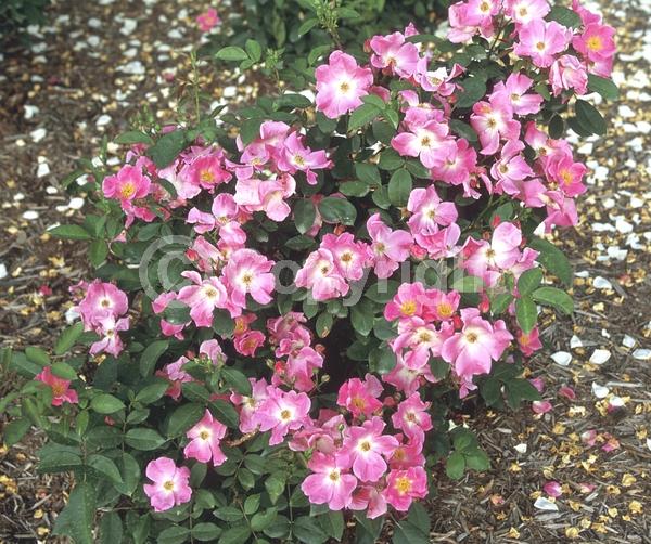 Pink blooms; Deciduous; Broadleaf