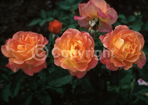 Orange blooms; Pink blooms; Deciduous; Broadleaf