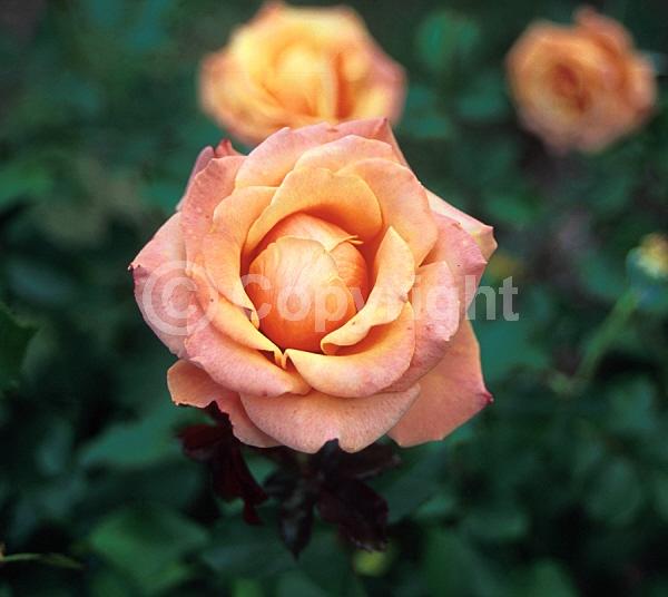 Orange blooms; Yellow blooms; Deciduous; Broadleaf