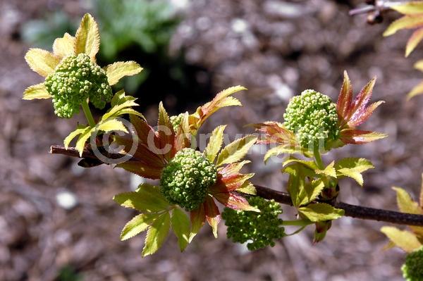 White blooms; Deciduous; Broadleaf