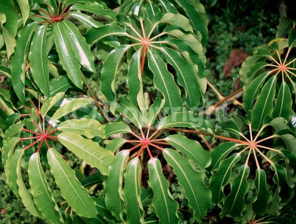 Green blooms; Evergreen