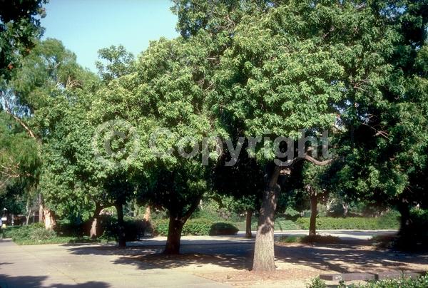 White blooms; Evergreen