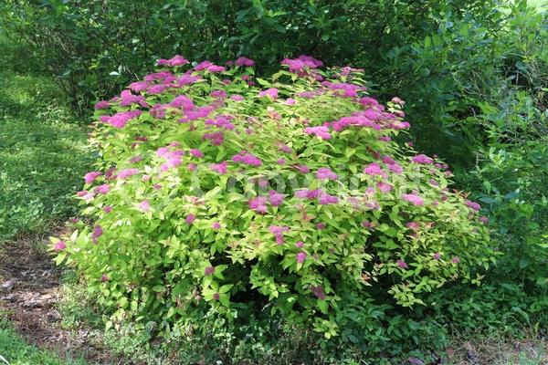 Purple blooms; Deciduous