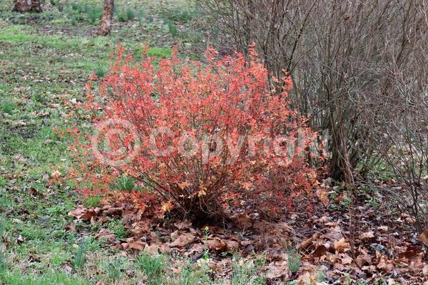 Purple blooms; Deciduous