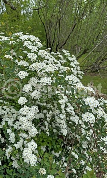 White blooms; Deciduous; Broadleaf