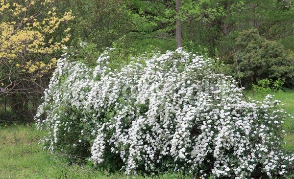 White blooms; Deciduous; Broadleaf