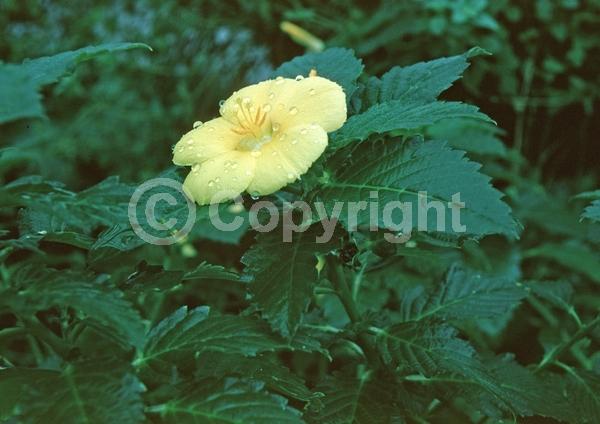 Yellow blooms; Evergreen