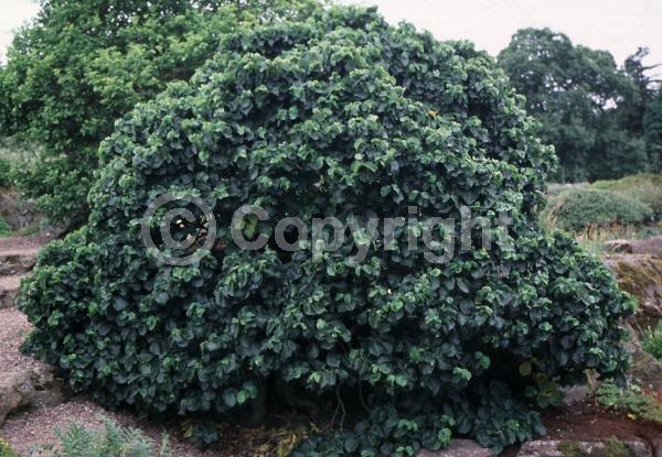 Green blooms; Deciduous; Broadleaf