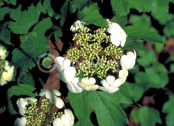 White blooms; Deciduous; Broadleaf