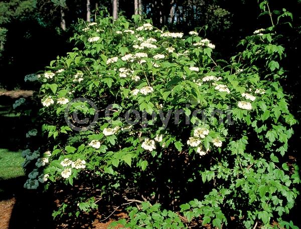 White blooms; Deciduous; Broadleaf