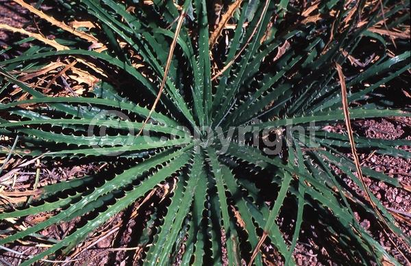 Yellow blooms; Green blooms; Evergreen; North American Native