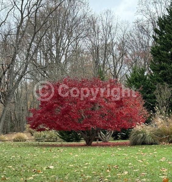 Red blooms; Deciduous; Broadleaf