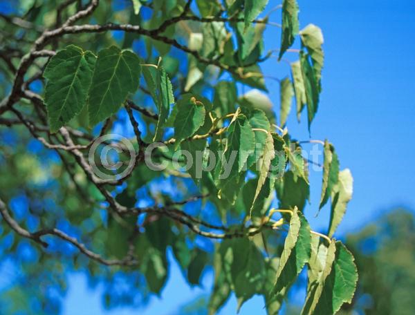 Yellow blooms; Deciduous