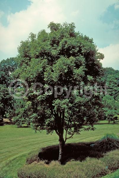 Green blooms; Deciduous; Broadleaf