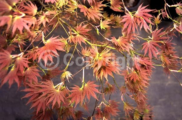 Red blooms; Deciduous; Broadleaf