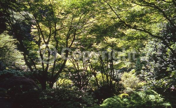 Red blooms; Deciduous; Broadleaf