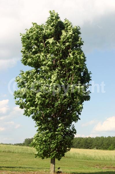 Yellow blooms; Green blooms; Deciduous; Broadleaf