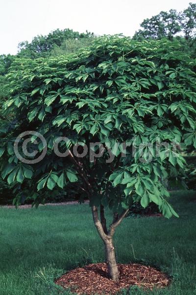 Red blooms; White blooms; Deciduous; Broadleaf