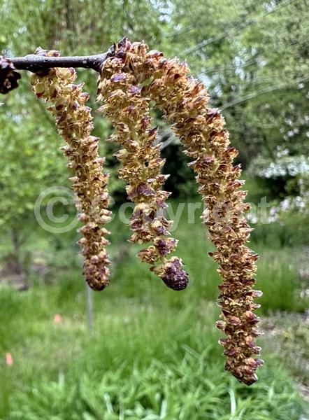 Brown blooms; Deciduous; Broadleaf; North American Native